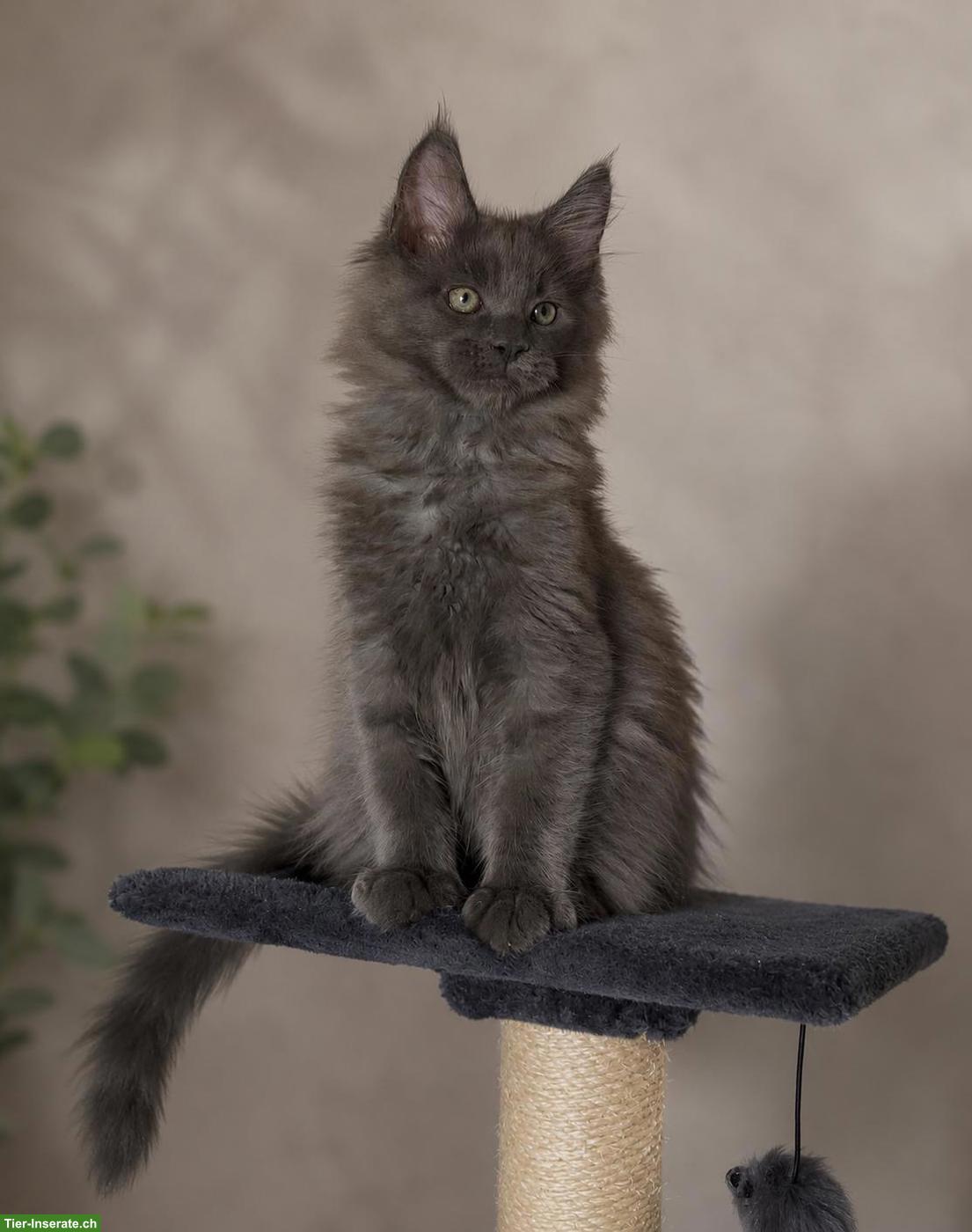 Unsere Maine Coon Kitten suchen ihre Herzensmenschen!