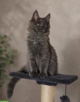 Unsere Maine Coon Kitten suchen ihre Herzensmenschen!