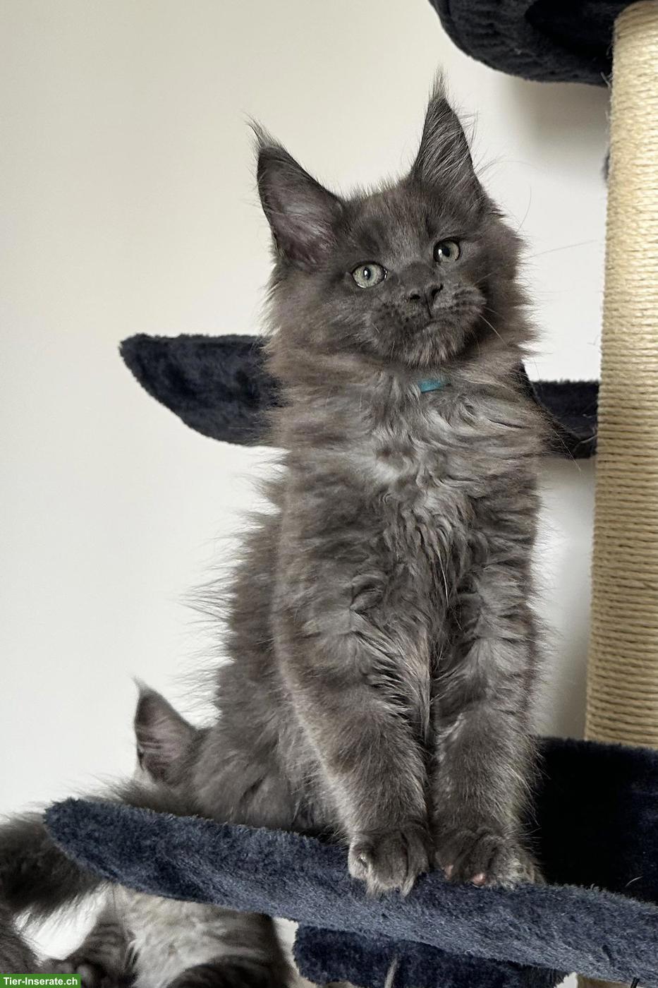 Bild 2: Unsere Maine Coon Kitten suchen ihre Herzensmenschen!