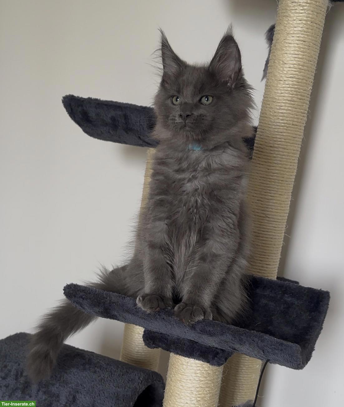 Bild 3: Unsere Maine Coon Kitten suchen ihre Herzensmenschen!