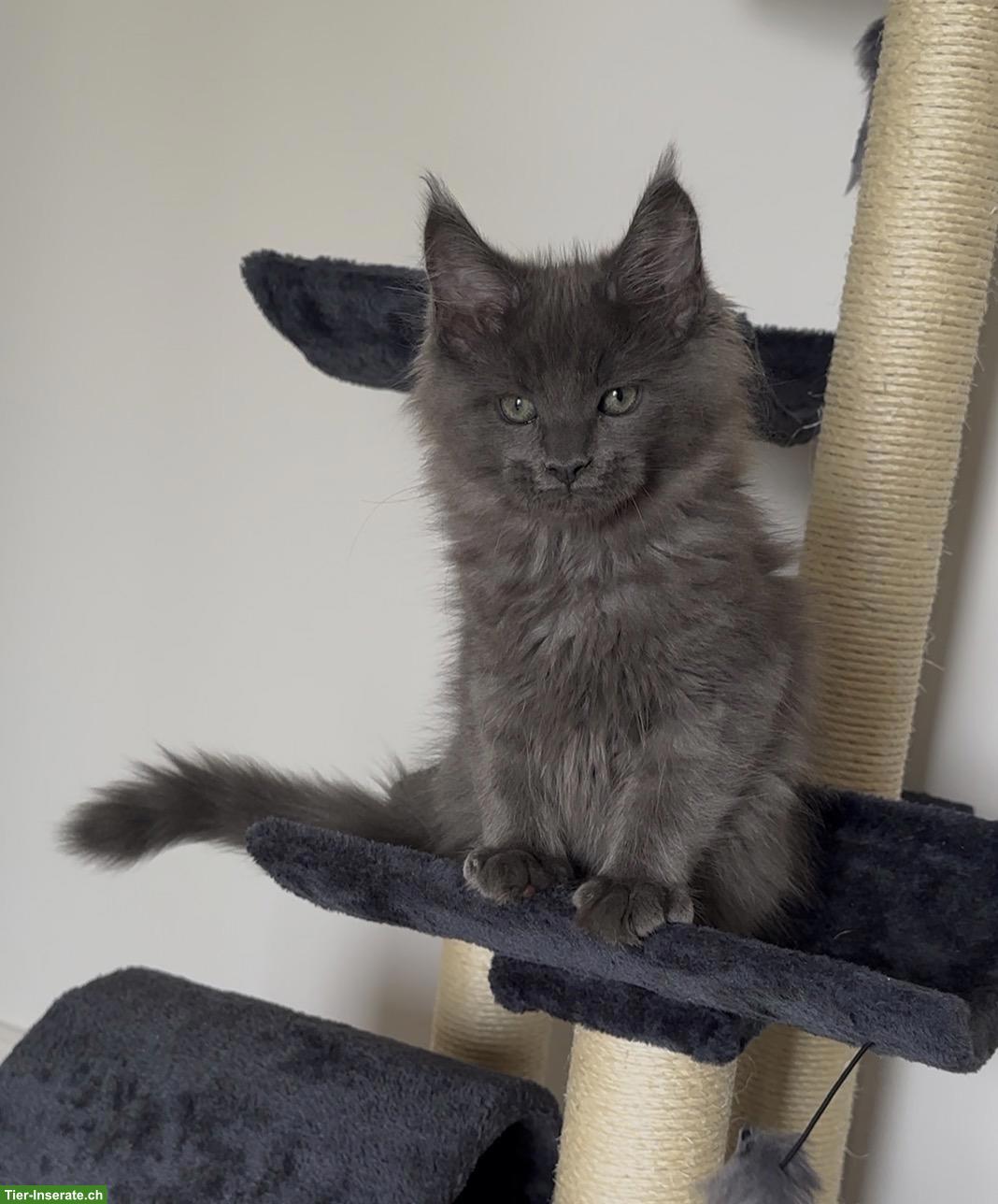 Bild 4: Unsere Maine Coon Kitten suchen ihre Herzensmenschen!