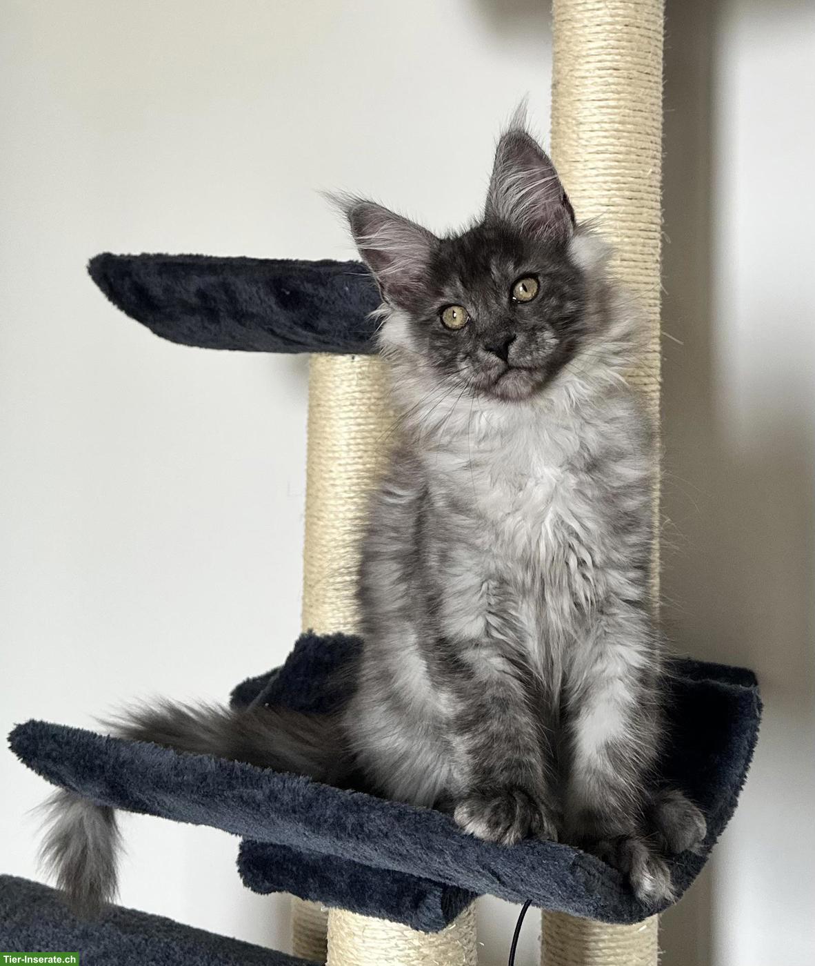 Bild 5: Unsere Maine Coon Kitten suchen ihre Herzensmenschen!