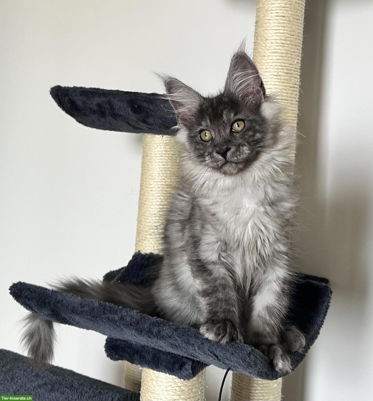 Bild 6: Unsere Maine Coon Kitten suchen ihre Herzensmenschen!