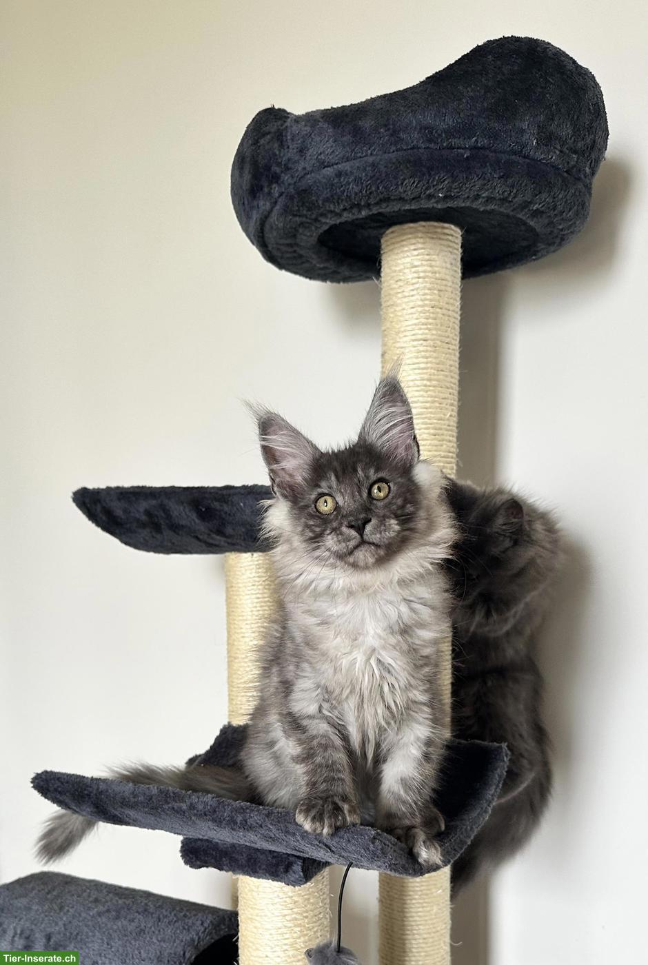Bild 7: Unsere Maine Coon Kitten suchen ihre Herzensmenschen!