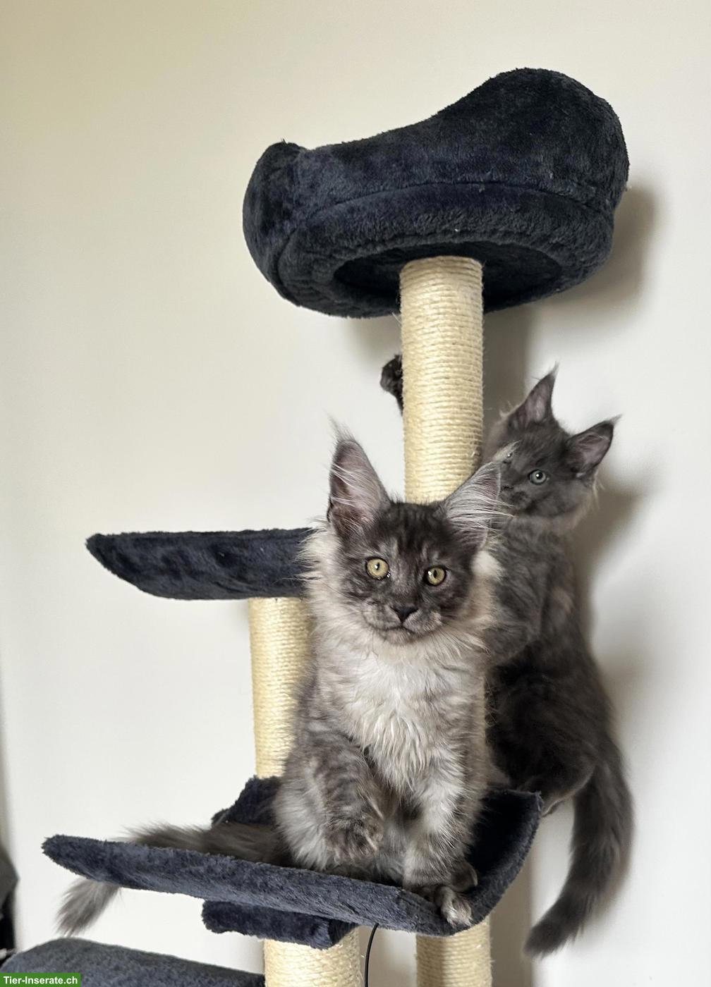 Bild 8: Unsere Maine Coon Kitten suchen ihre Herzensmenschen!