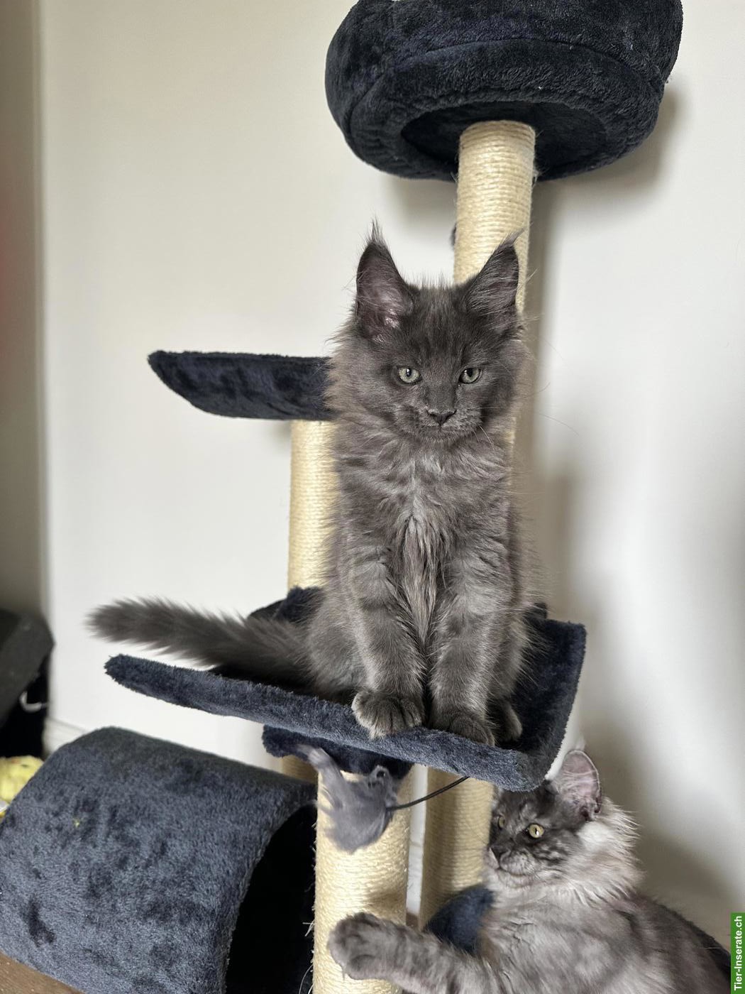Bild 9: Unsere Maine Coon Kitten suchen ihre Herzensmenschen!
