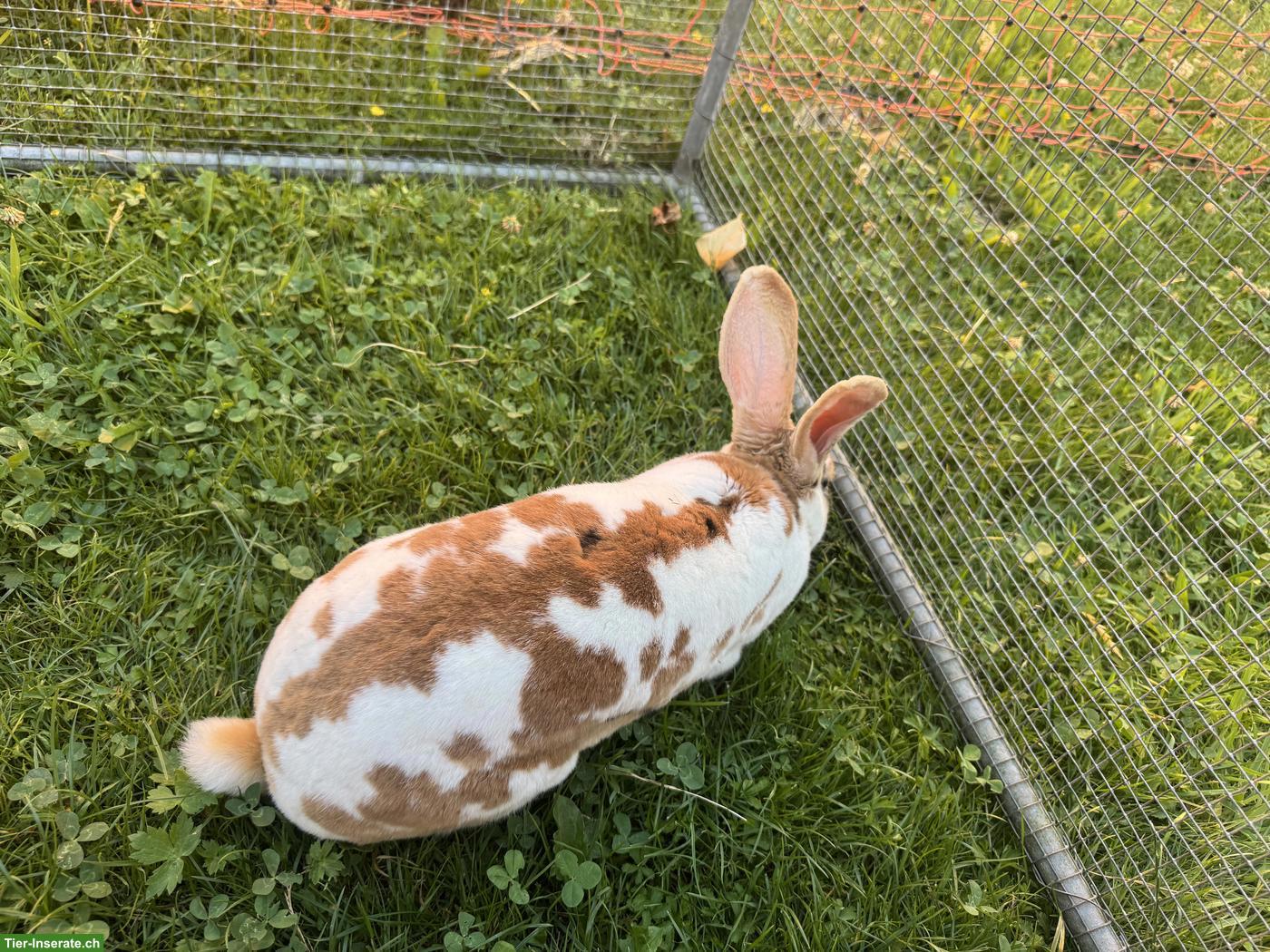 Bild 2: Schöne Rex Kaninchen Zippe
