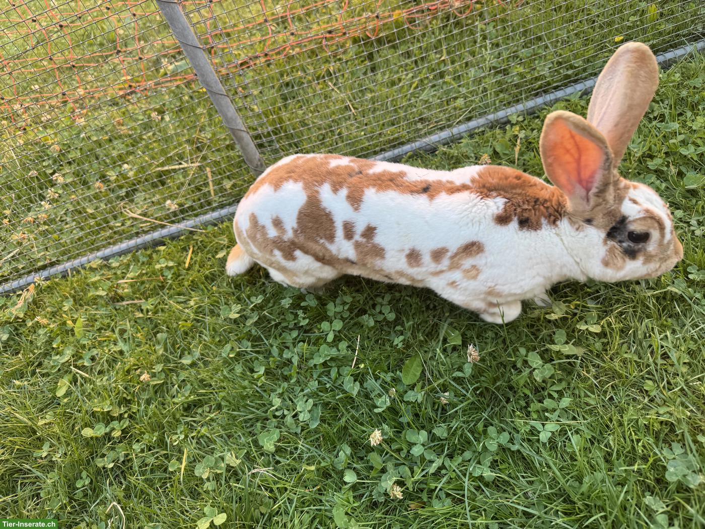 Bild 3: Schöne Rex Kaninchen Zippe