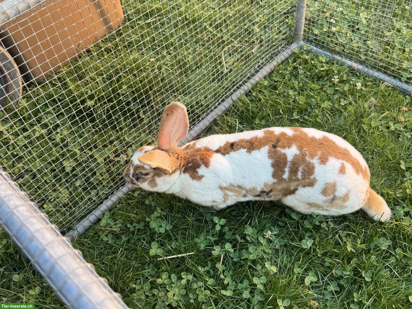 Bild 4: Schöne Rex Kaninchen Zippe