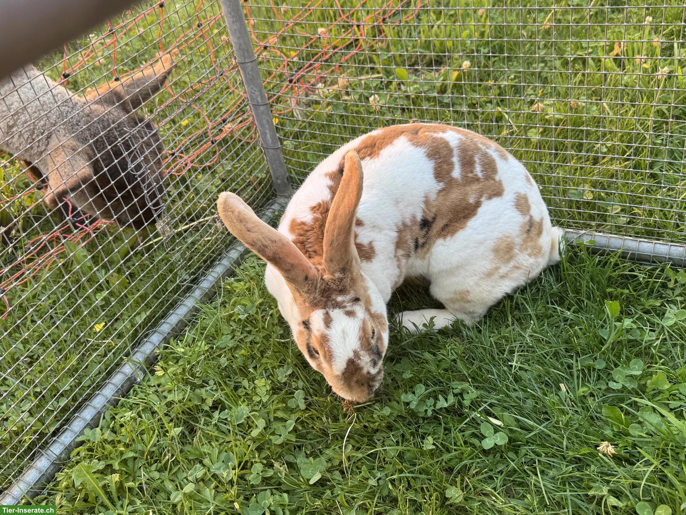 Bild 5: Schöne Rex Kaninchen Zippe