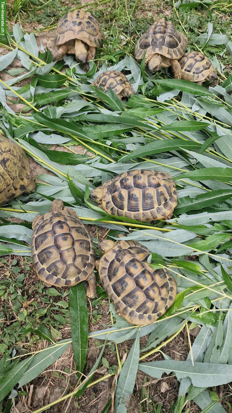 Testudo hermanni boettgeri (Griechische Landschildkröte)