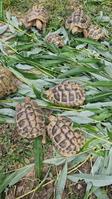 Testudo hermanni boettgeri (Griechische Landschildkröte)