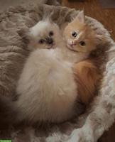 Britisch Langhaar x Selkirk Rex Kätzchen