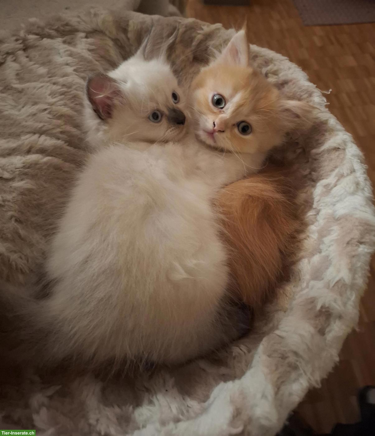 Bild 2: Britisch Langhaar x Selkirk Rex Kätzchen
