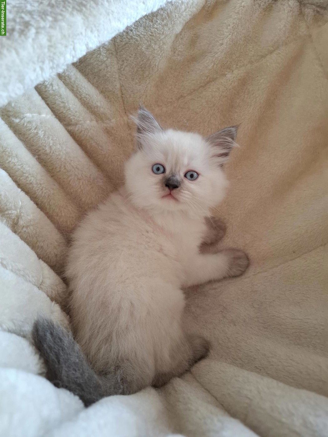 Bild 4: Britisch Langhaar x Selkirk Rex Kätzchen