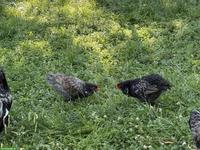 Schöne reinrassige Barnevelder Hähne, Grossrasse, günstig abzugeben