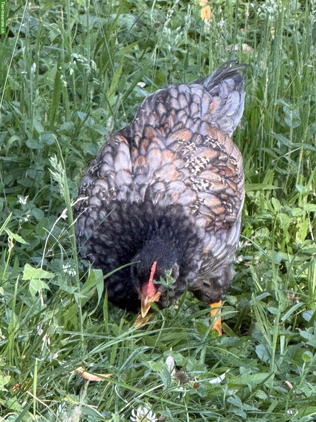 Bild 2: Schöne reinrassige Barnevelder Hähne, Grossrasse, günstig abzugeben