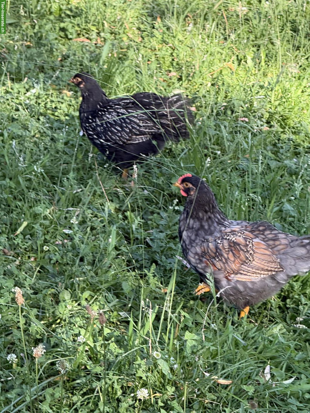 Bild 3: Schöne reinrassige Barnevelder Hähne, Grossrasse, günstig abzugeben