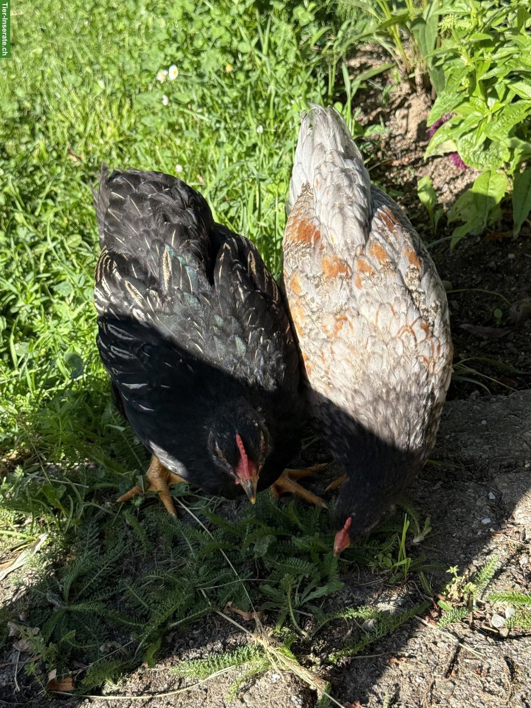Bild 4: Schöne reinrassige Barnevelder Hähne, Grossrasse, günstig abzugeben