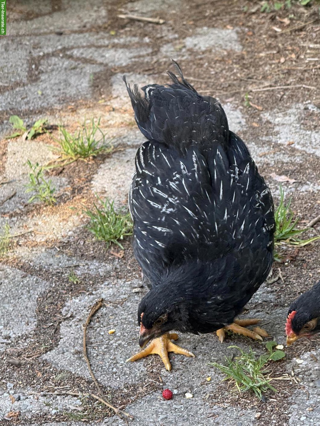 Bild 5: Schöne reinrassige Barnevelder Hähne, Grossrasse, günstig abzugeben