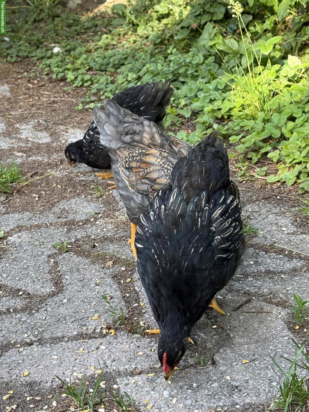 Bild 6: Schöne reinrassige Barnevelder Hähne, Grossrasse, günstig abzugeben