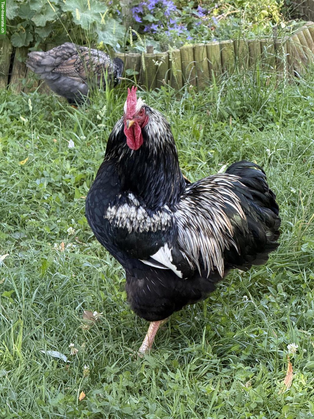 Bild 7: Schöne reinrassige Barnevelder Hähne, Grossrasse, günstig abzugeben