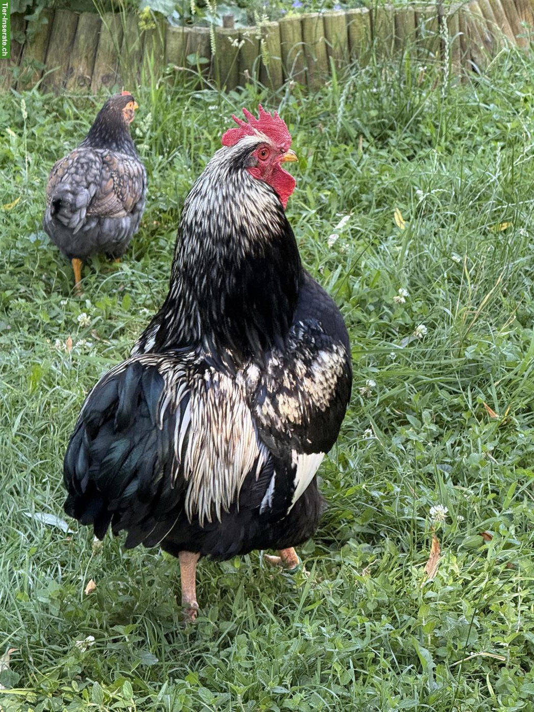 Bild 8: Schöne reinrassige Barnevelder Hähne, Grossrasse, günstig abzugeben