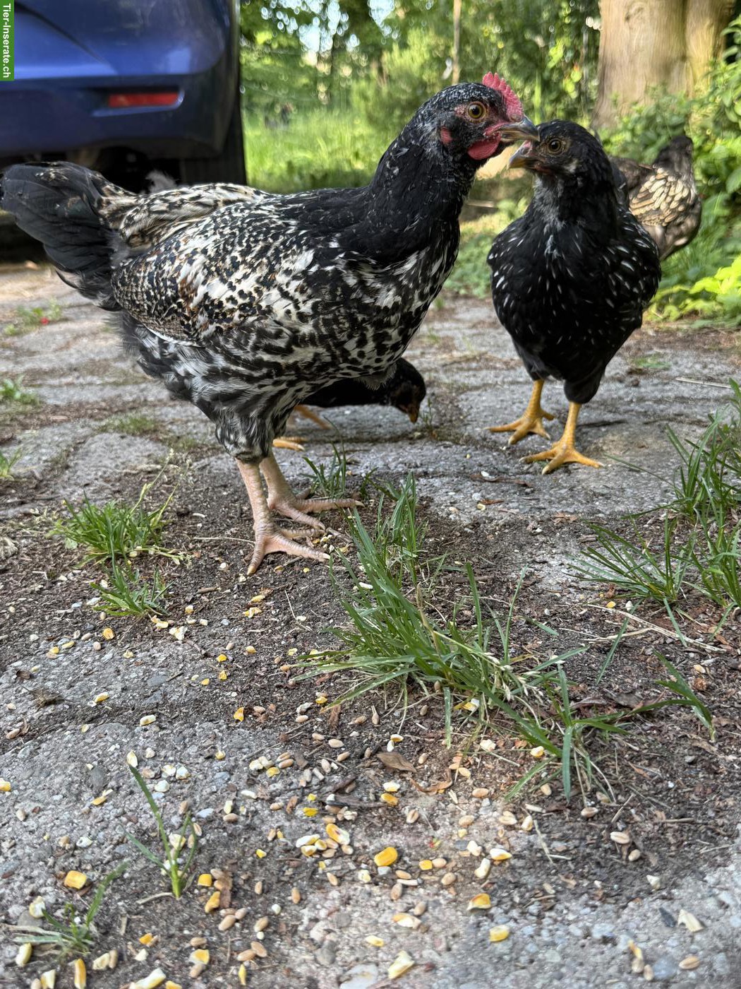 Bild 9: Schöne reinrassige Barnevelder Hähne, Grossrasse, günstig abzugeben