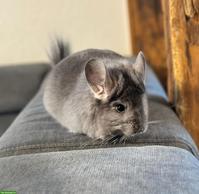 2 liebe Chinchilla Weibchen