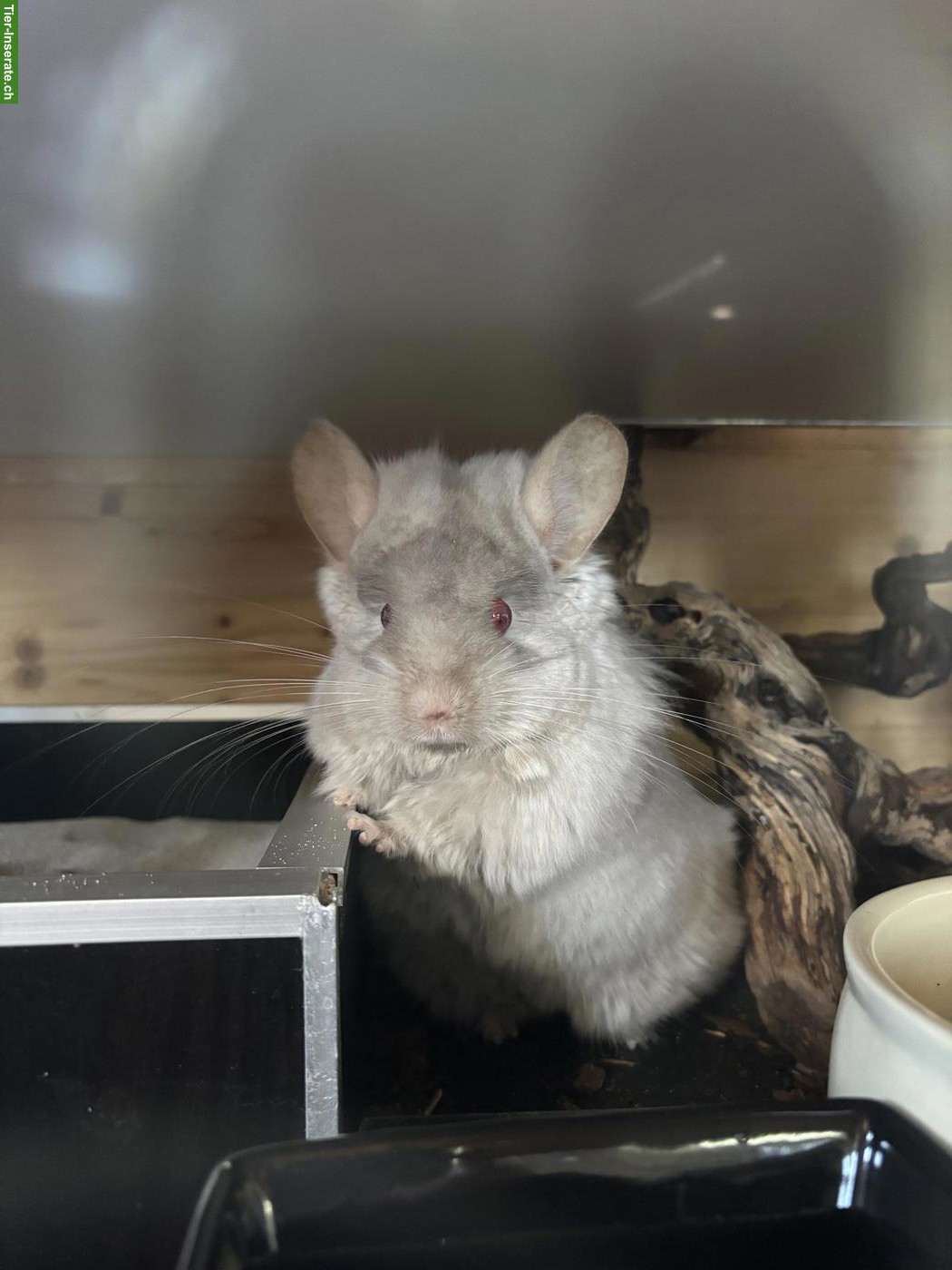Bild 2: 2 liebe Chinchilla Weibchen