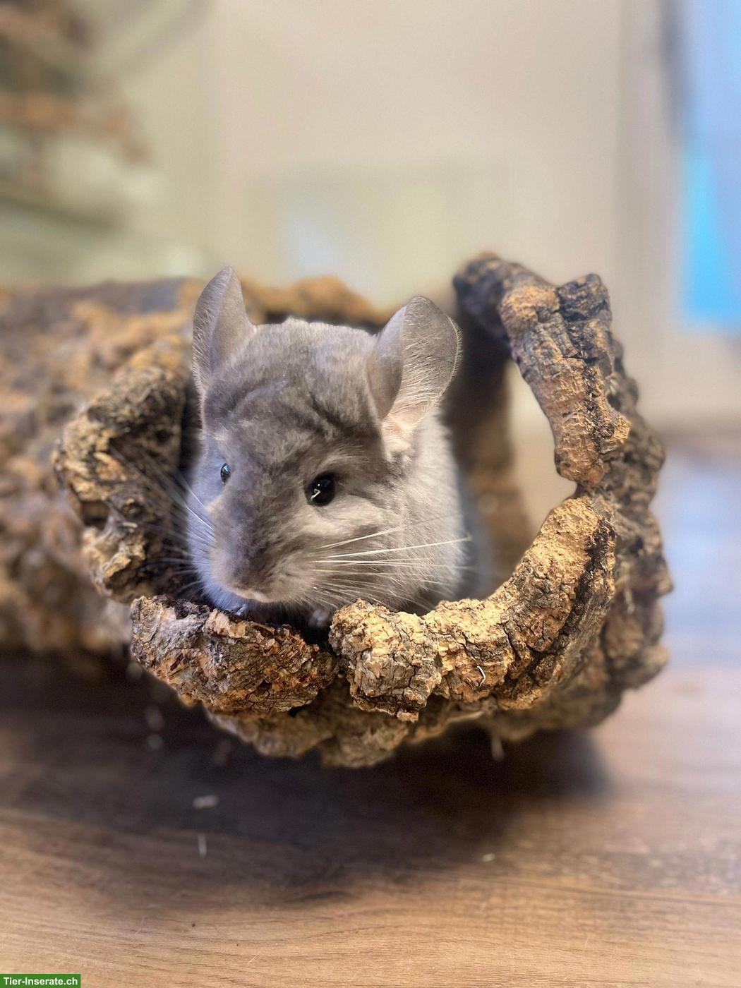 Bild 3: 2 liebe Chinchilla Weibchen