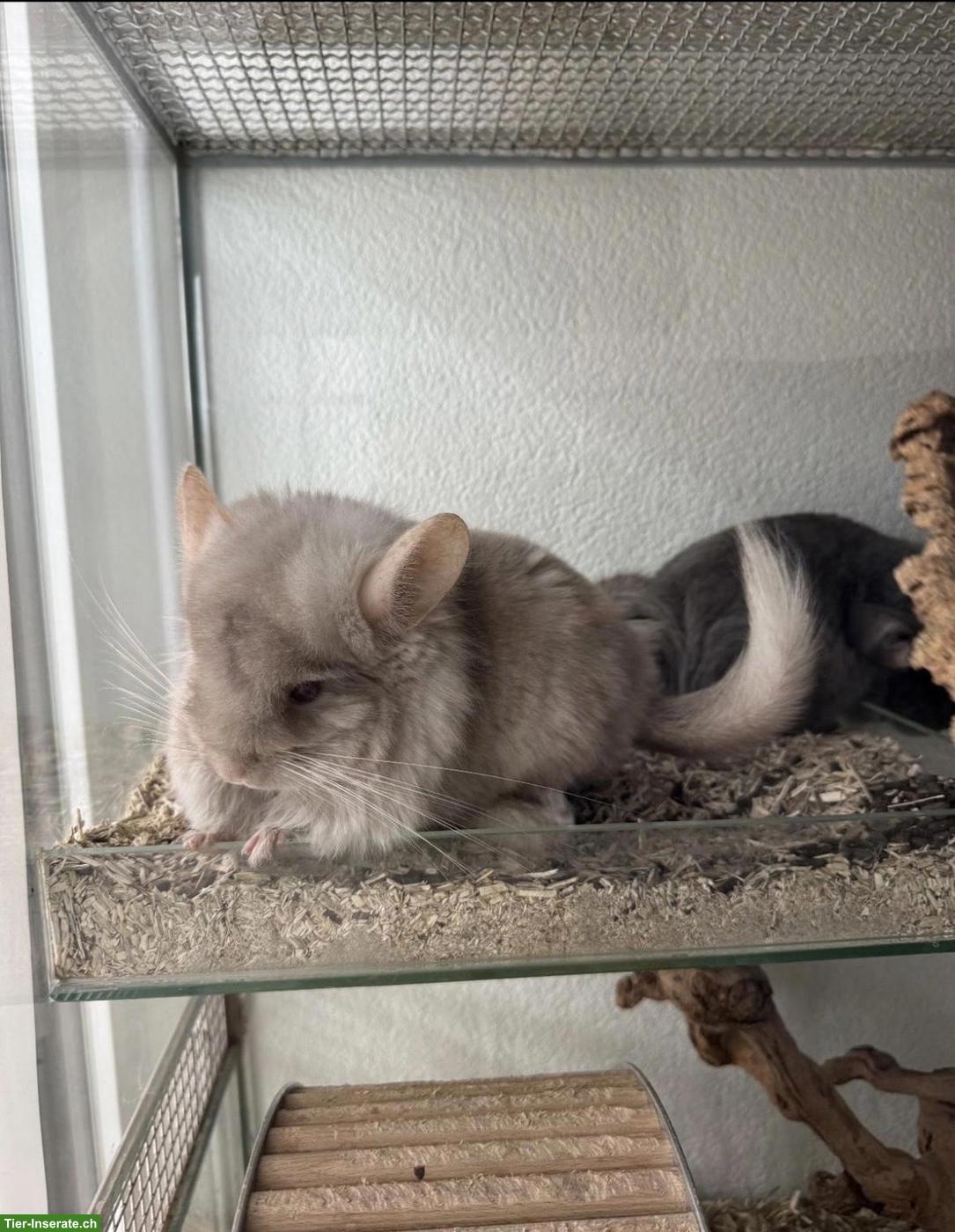 Bild 4: 2 liebe Chinchilla Weibchen