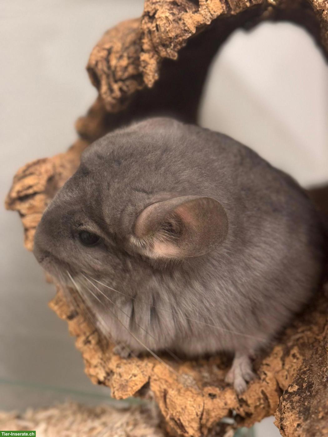 Bild 5: 2 liebe Chinchilla Weibchen