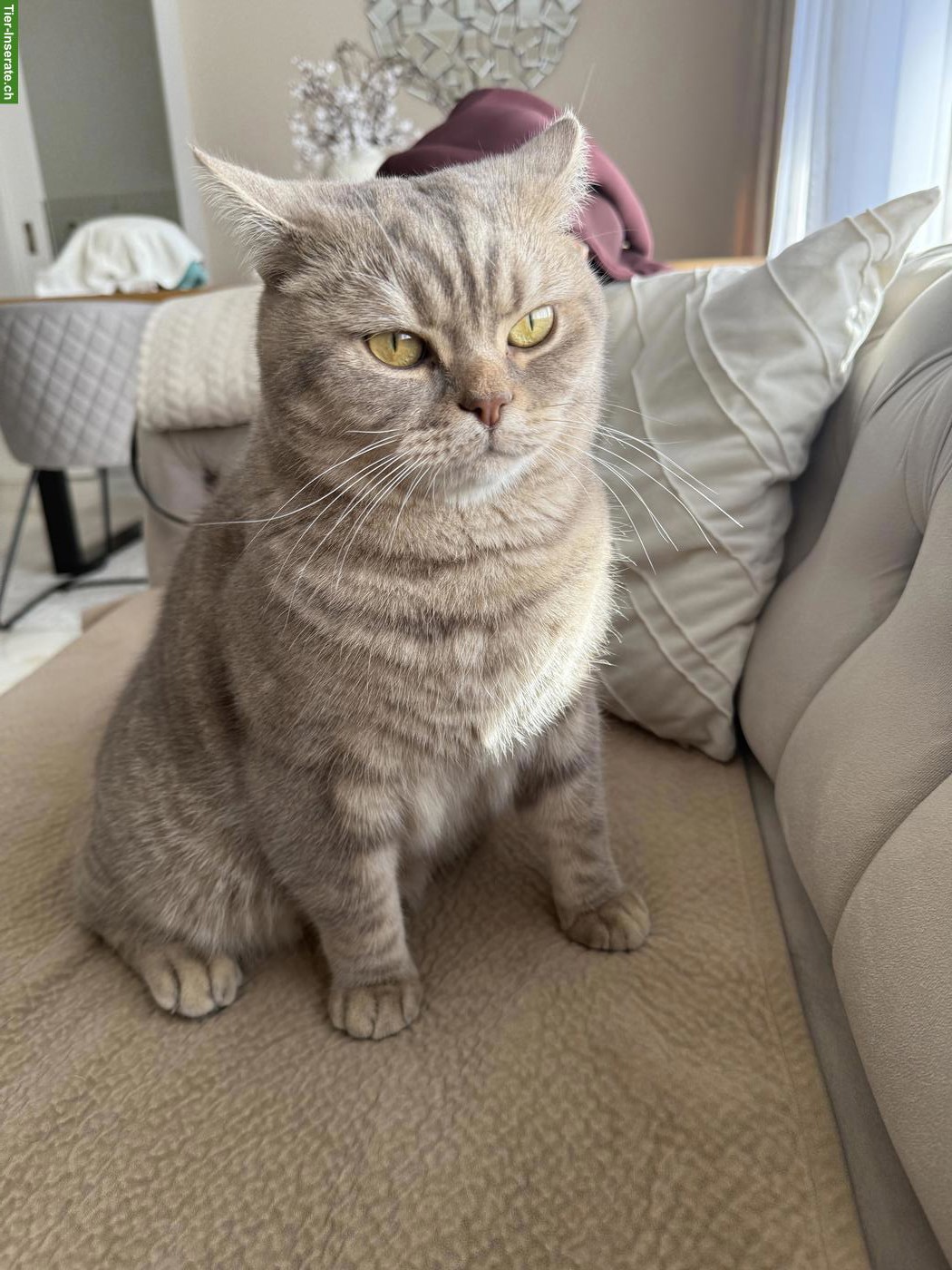 Britisch Kurzhaar Kater Simba sucht liebes Zuhause