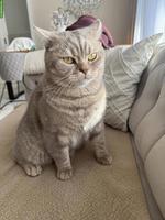 Britisch Kurzhaar Kater Simba sucht liebes Zuhause