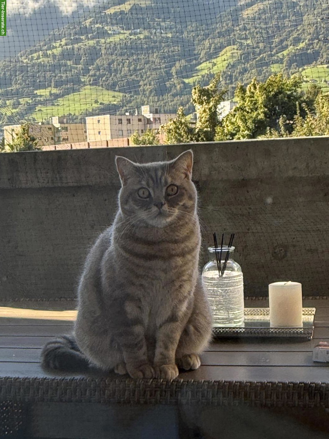 Bild 2: Britisch Kurzhaar Kater Simba sucht liebes Zuhause