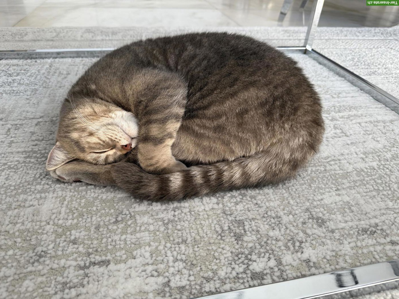 Bild 3: Britisch Kurzhaar Kater Simba sucht liebes Zuhause