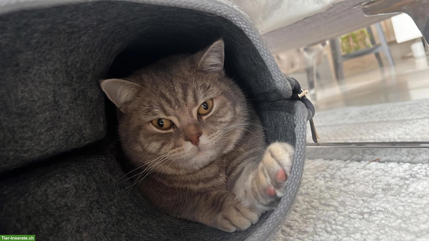 Bild 4: Britisch Kurzhaar Kater Simba sucht liebes Zuhause