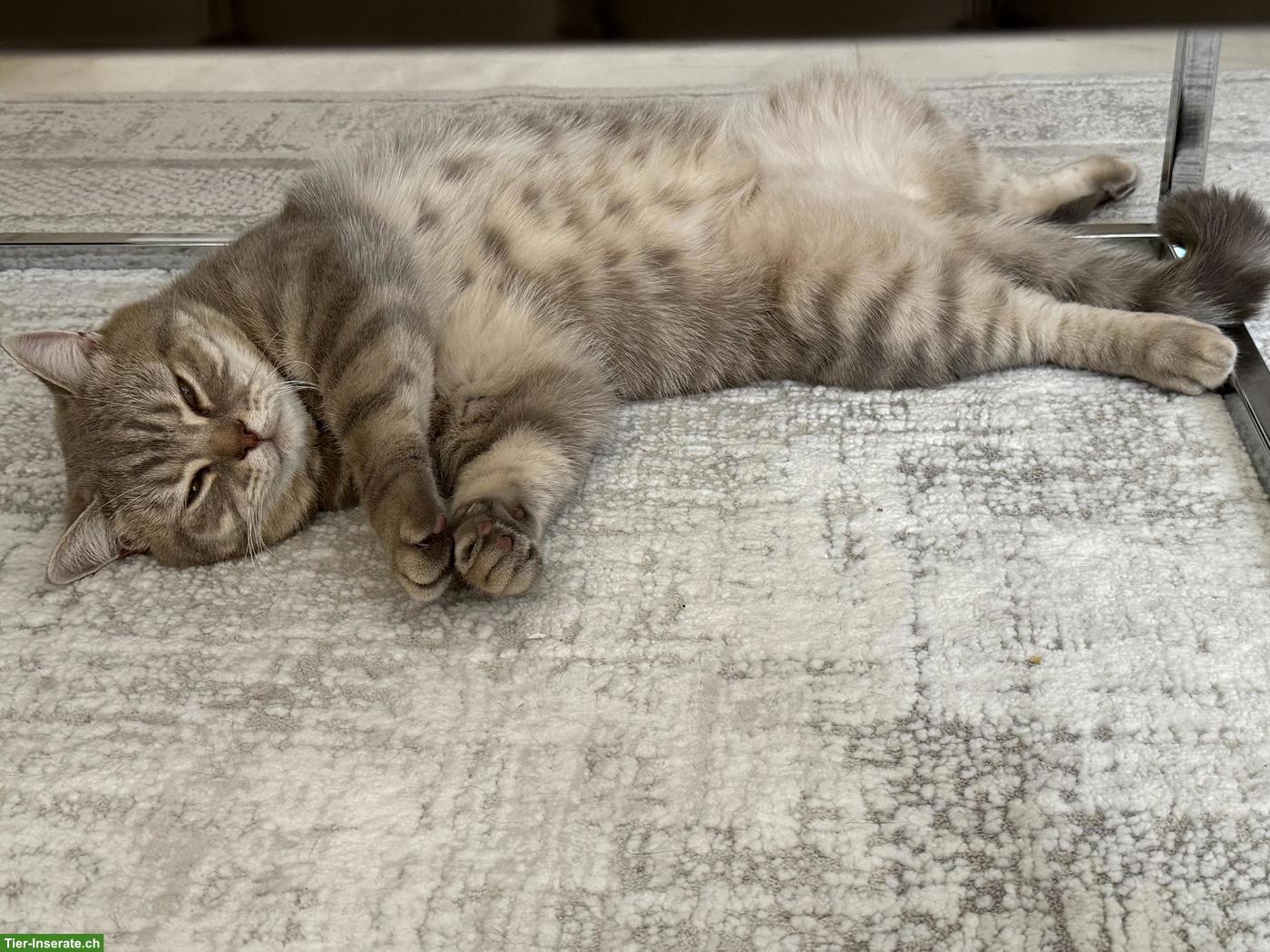 Bild 5: Britisch Kurzhaar Kater Simba sucht liebes Zuhause