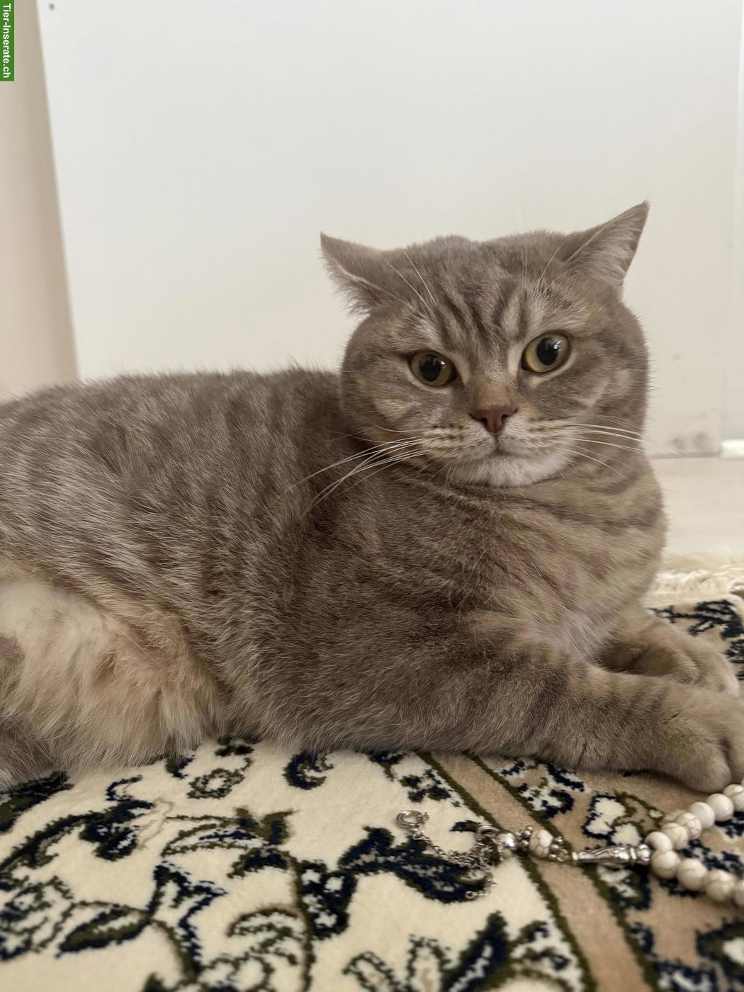 Bild 6: Britisch Kurzhaar Kater Simba sucht liebes Zuhause