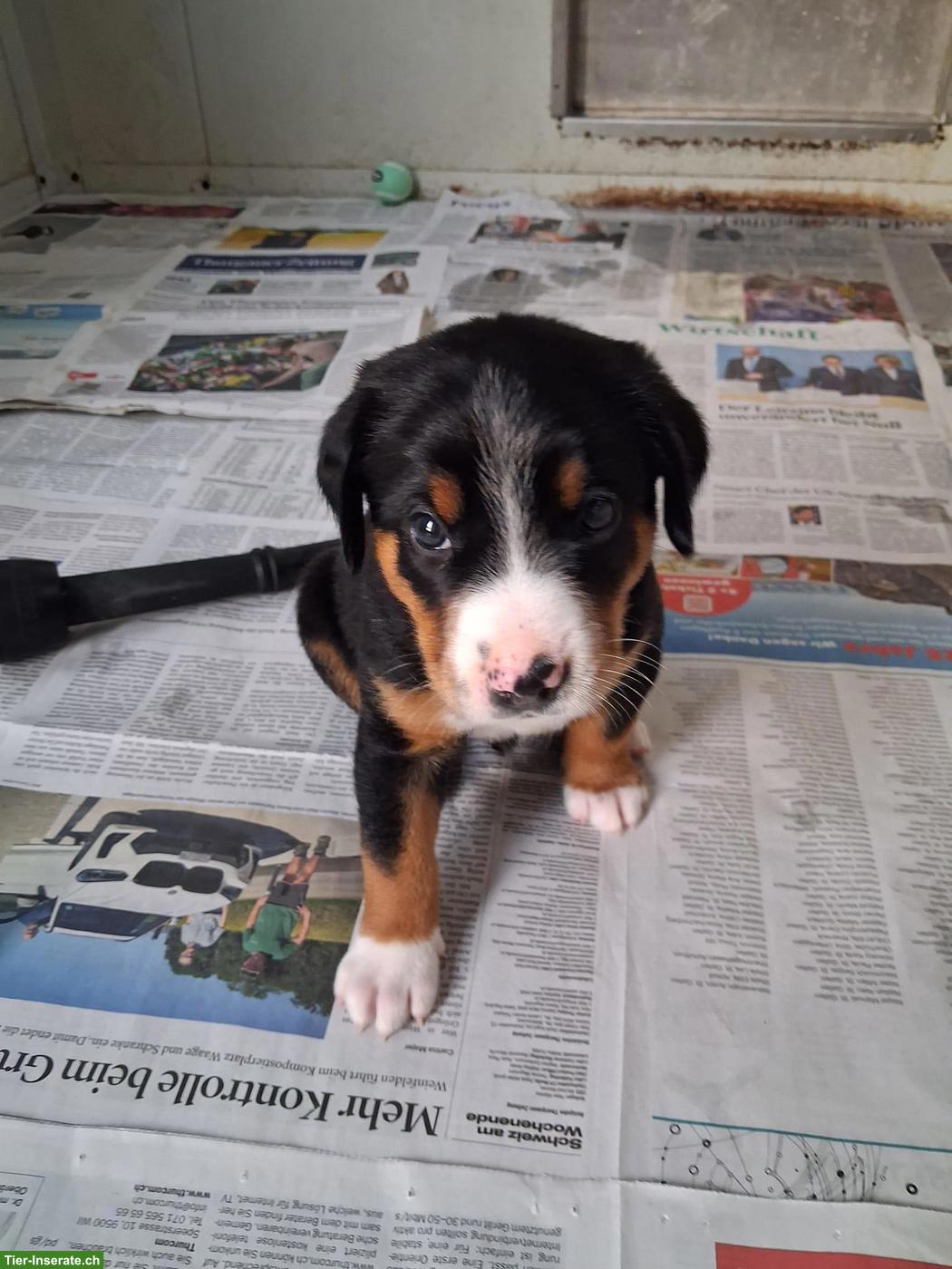Entlebucher x Appenzeller Mischlingswelpen