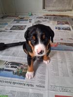 Entlebucher x Appenzeller Mischlingswelpen