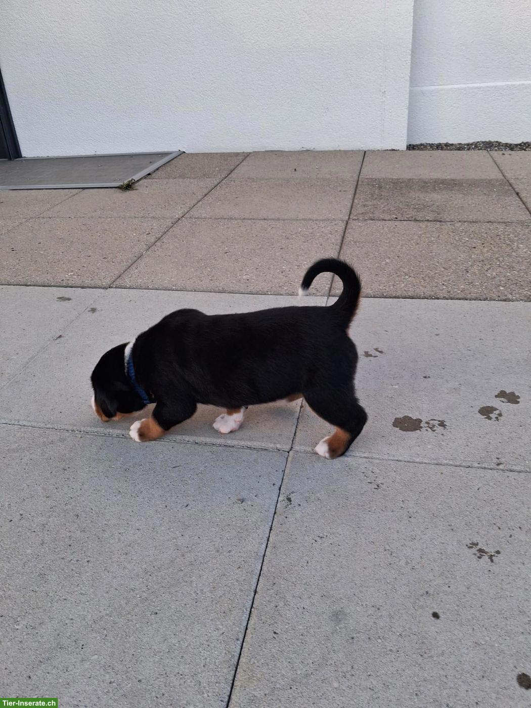 Bild 2: Entlebucher x Appenzeller Mischlingswelpen