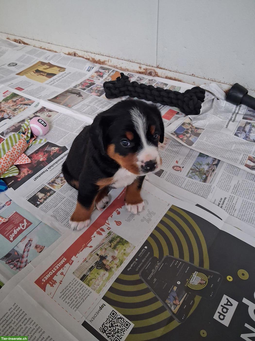 Bild 3: Entlebucher x Appenzeller Mischlingswelpen
