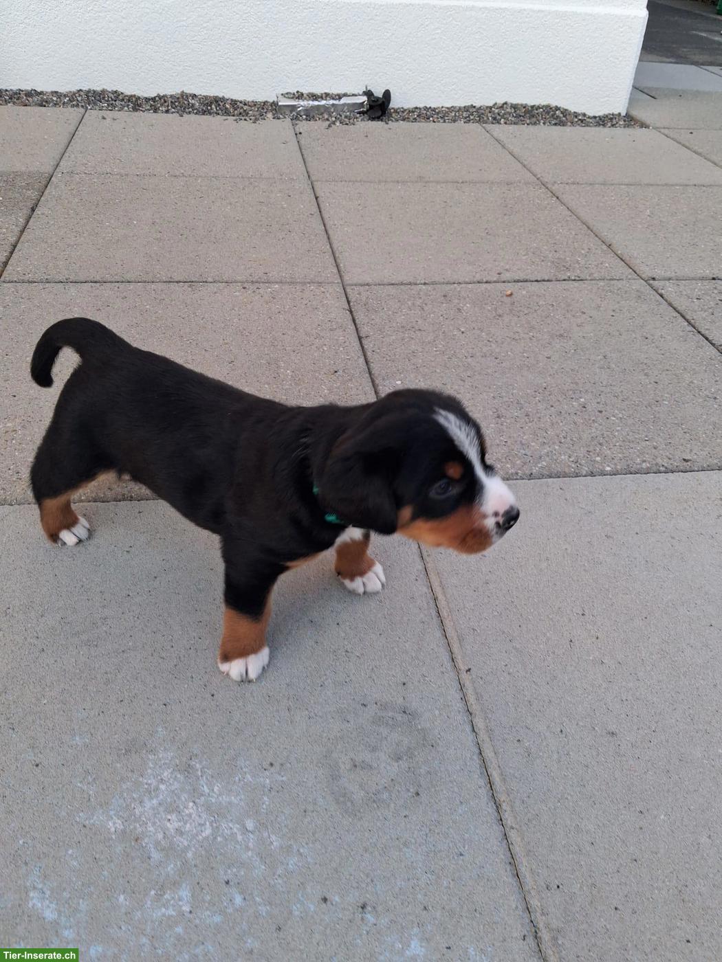 Bild 4: Entlebucher x Appenzeller Mischlingswelpen