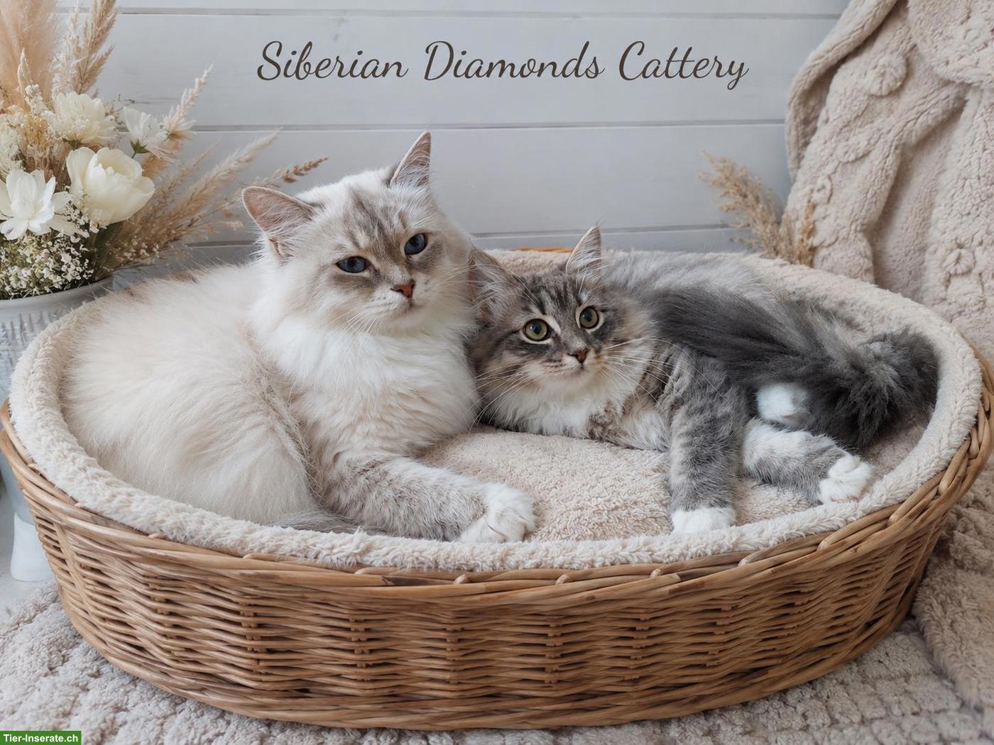 Katzen Mutter & Tochter suchen ihr Traumschloss💞