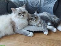 Katzen Mutter & Tochter suchen ihr Traumschloss💞