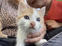 Süsser Maine Coon Mix Kater, Kurzhaar, rot-weiss