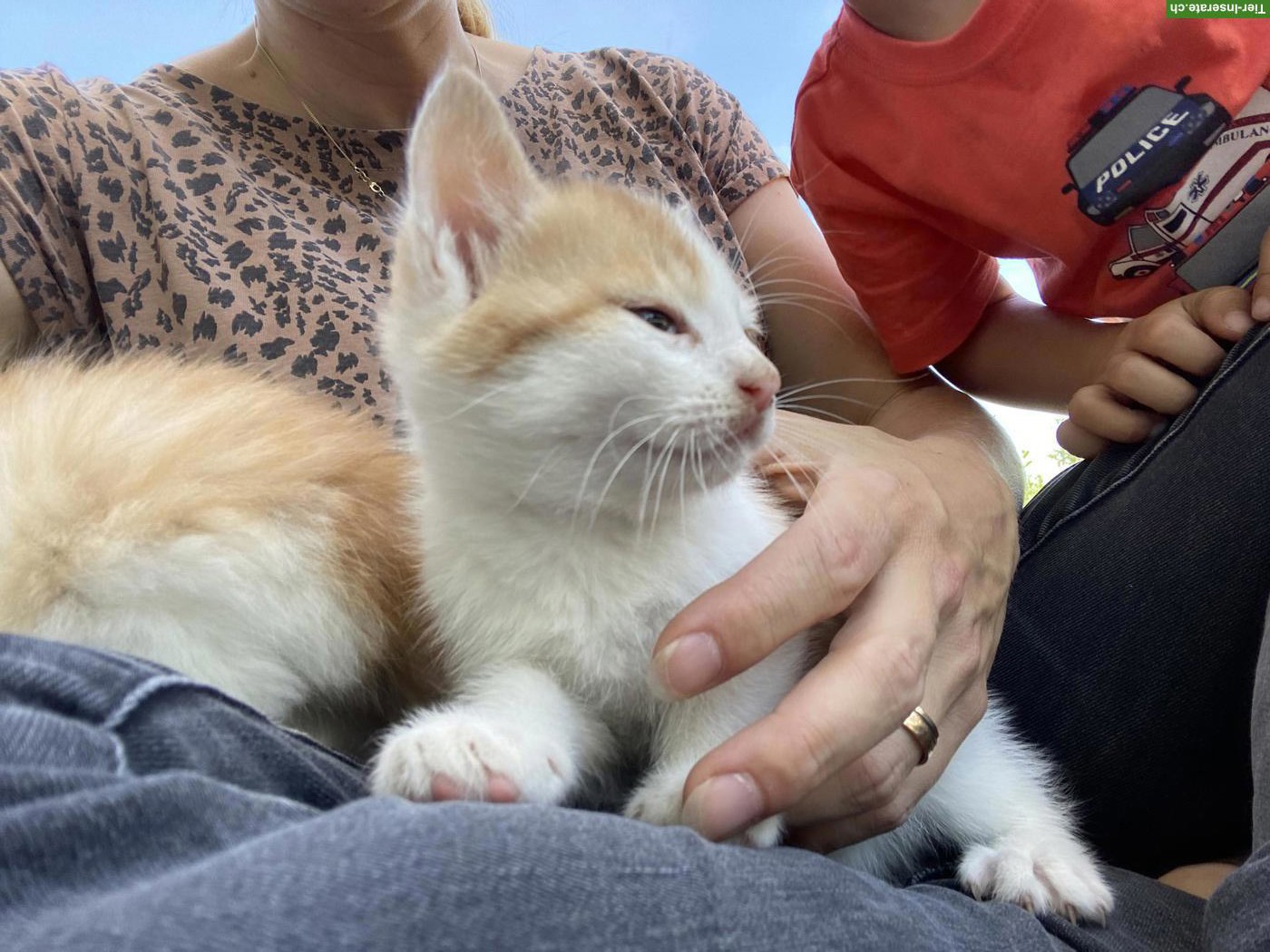 Bild 2: Süsser Maine Coon Mix Kater, Kurzhaar, rot-weiss