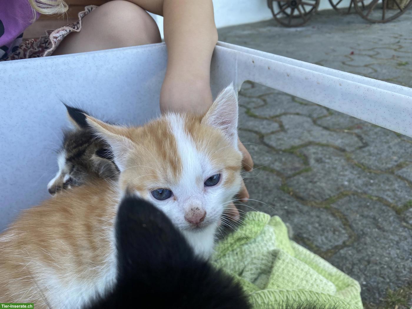 Bild 3: Süsser Maine Coon Mix Kater, Kurzhaar, rot-weiss